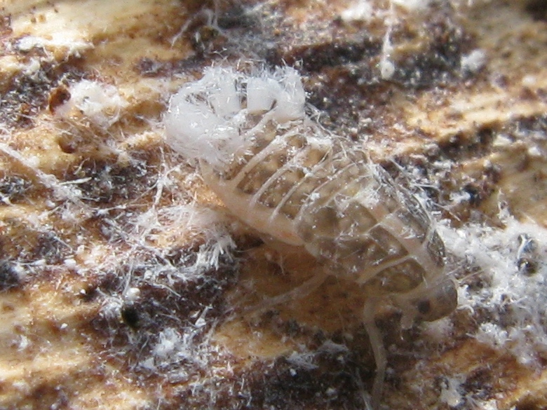 altre ninfe..Famiglia Achilidae, Cixidia sp. dalla Campania